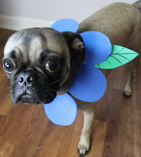 Small Dog Halloween Costume & Patterns | Our Peaceful Planet