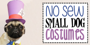 No Sew Small Dog Halloween Costume Ideas & Patterns