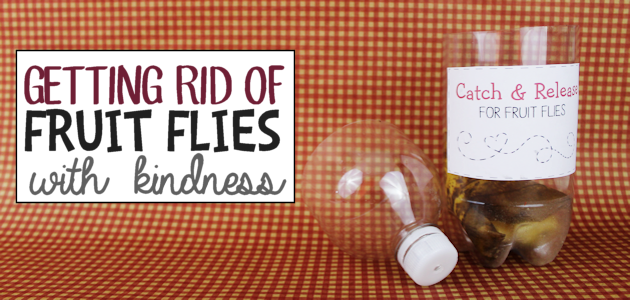 Getting Rid of Fruit Flies with Kindness