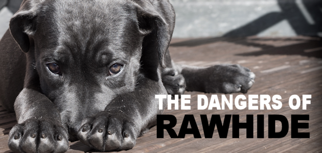 The Dangers of Rawhide for Dogs Plus Free Safe Treat Sheet
