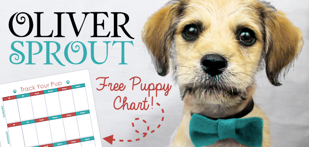 Grab a free potty training puppy chart and read about how a very special puppy named Oliver Sprout found a loving home with the help of the Humane Society.