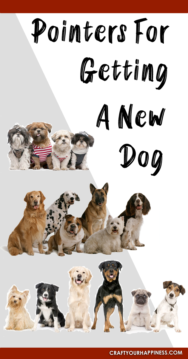 Getting a new dog can often be like considering when to start a family. Use this list of helpful tips to assure you are ready and choose wisely!