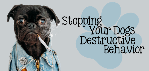 Stop Your Dogs Destructive Behavior