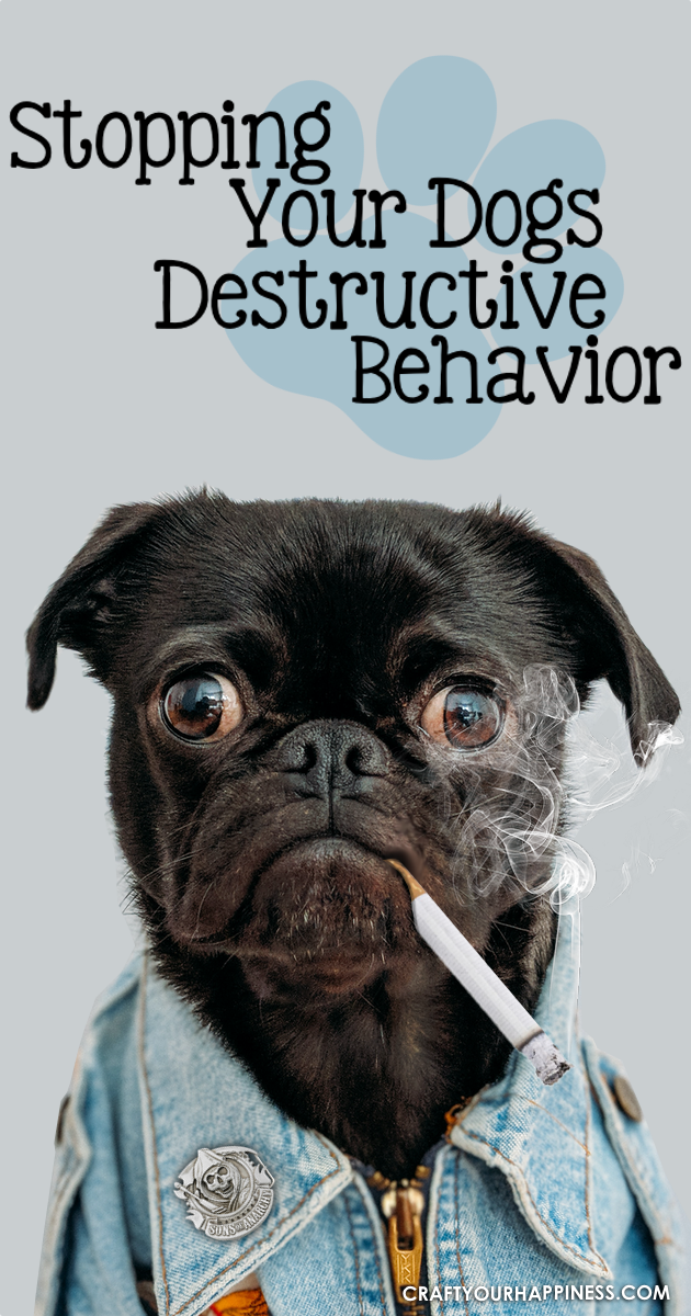 Even the best of dogs can be naughty at times. Check out our tips and ideas on how to Stop Your Dogs Destructive Behavior and what might be causing it.