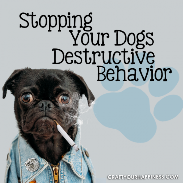 Stop Your Dogs Destructive Behavior