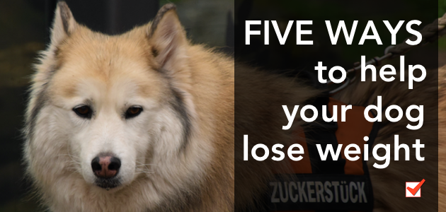 Dog's become overweight for the same reason we do. They eat the wrong foods and they don't move enough. Check out these 5 tips to help your dog lose weight. 