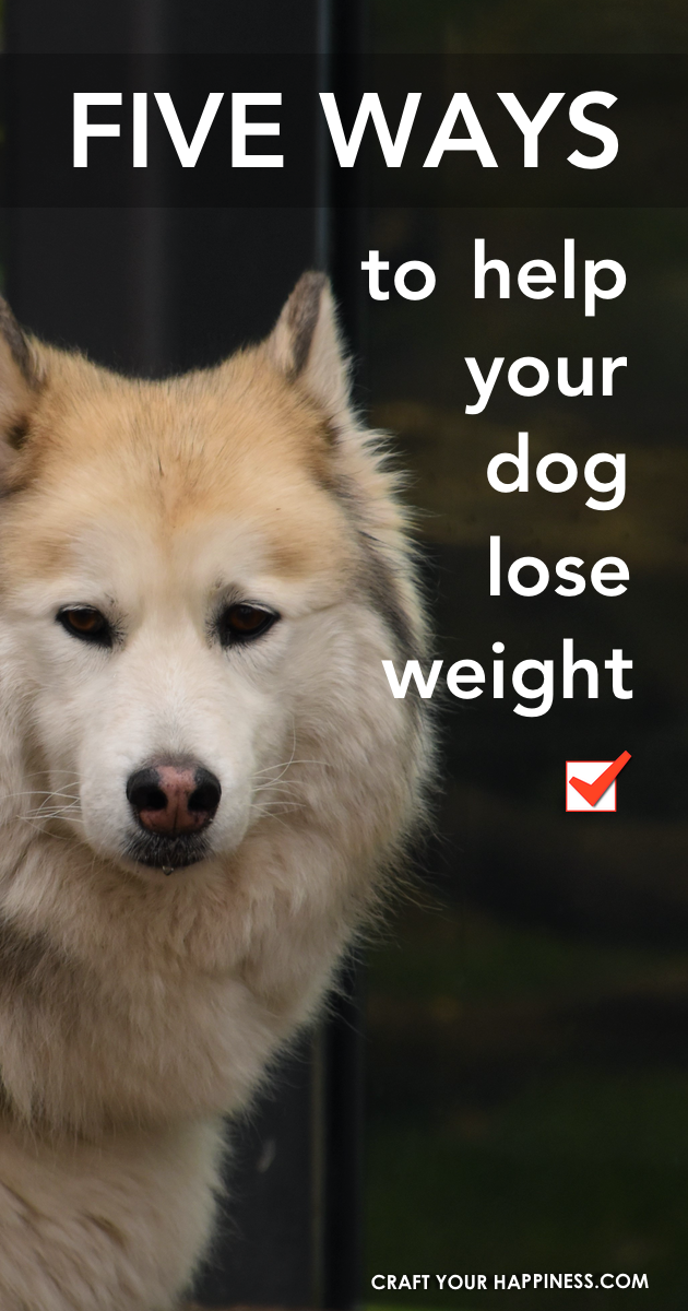Dog's become overweight for the same reason we do. They eat the wrong foods and they don't move enough. Check out these 5 tips to help your dog lose weight. 