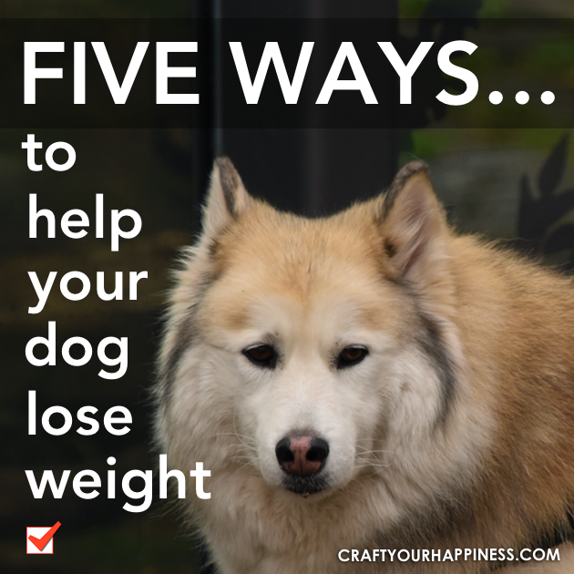 Dog's become overweight for the same reason we do. They eat the wrong foods and they don't move enough. Check out these 5 tips to help your dog lose weight. 