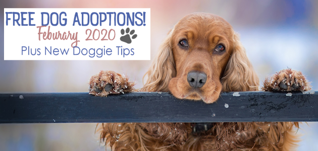 In February 2020 Coors Light is offering to pay for free dog adoptions! Read the details and also get some doggie tips for your new family member.