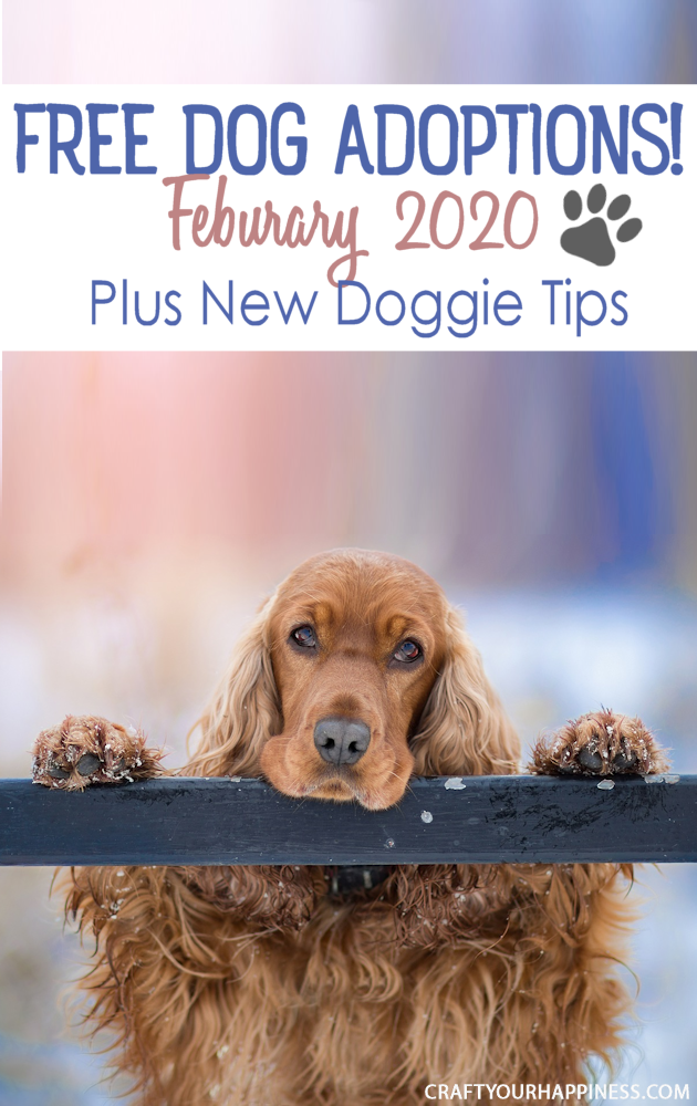 In February 2020 Coors Light is offering to pay for free dog adoptions! Read the details and also get some doggie tips for your new family member.