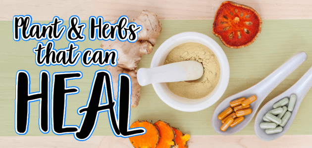 Plants and Herbs That Can Heal