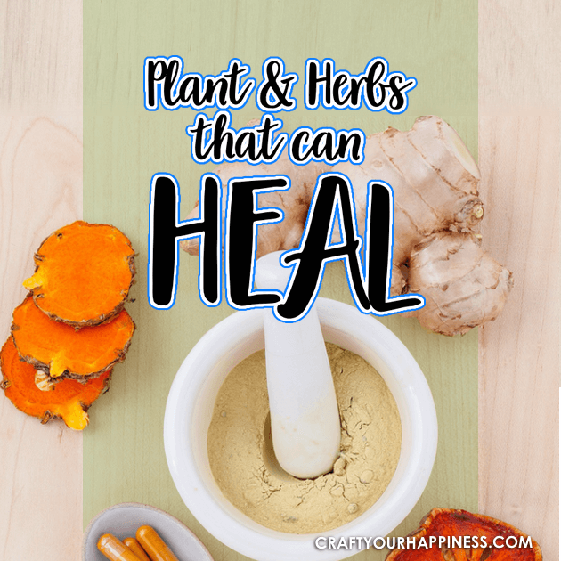 Herbs are amazing and many have the ability to help and even heal many conditions. They are safe and inexpensive. Below are a few herbs that can heal. 