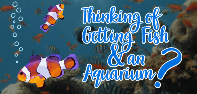 Tips if Your Thinking of Getting Fish and an Aquarium