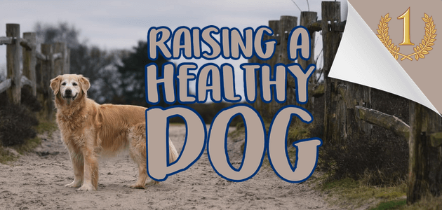 Raising A Healthy Dog