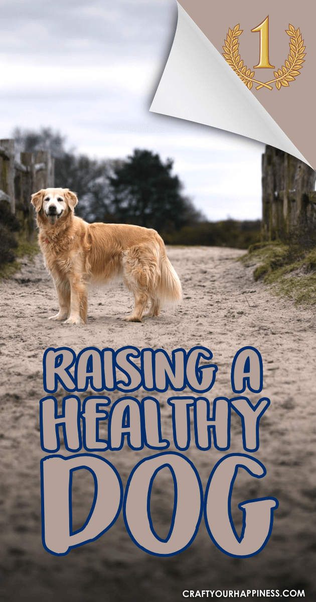Raising a healthy dog requires some dedicated effort but pays off in the long run. Check out all our wonderful tips to assure your puppy stays healthy!