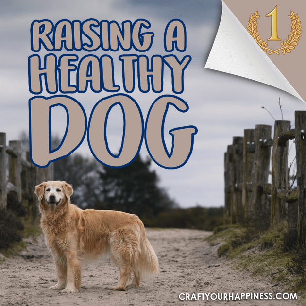 Raising a healthy dog requires some dedicated effort but pays off in the long run. Check out all our wonderful tips to assure your puppy stays healthy!