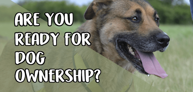 Are You Ready For a Dog?