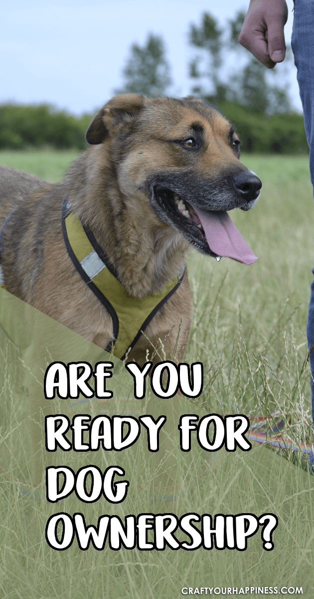 Here are some things to think about along with pointers and tips to help you answer the question Are You Ready For a Dog?