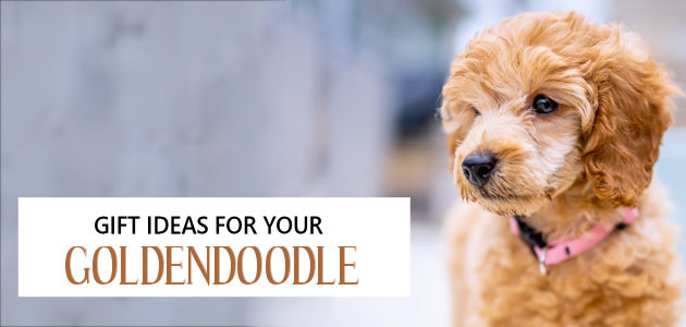10 Amazing Gift Ideas for Goldendoodle Fanatics