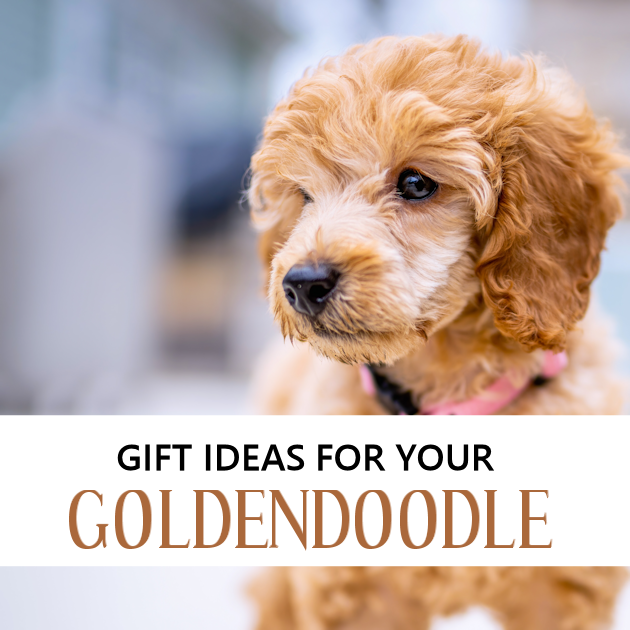 Goldendoodle gifts hot sale