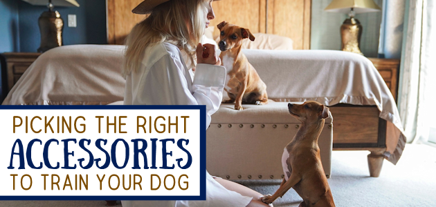 Tips To Picking The Right Accessories To Train Your Dog