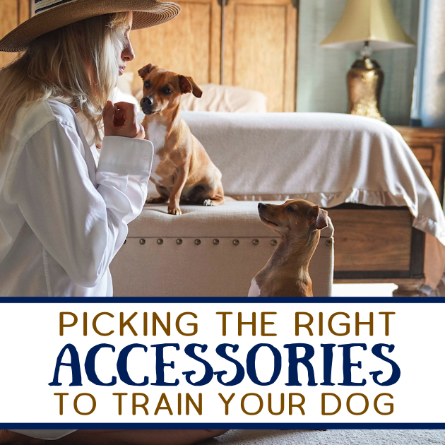 To begin training a dog, you do not need a lot of supplies. There are, however, a few tools that can make your task a lot easier.